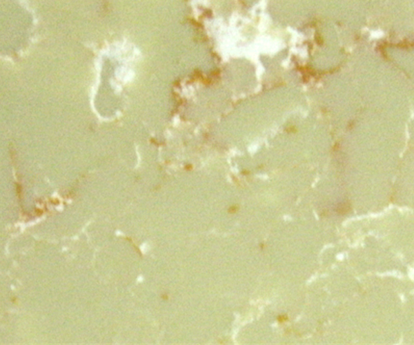 RSV008